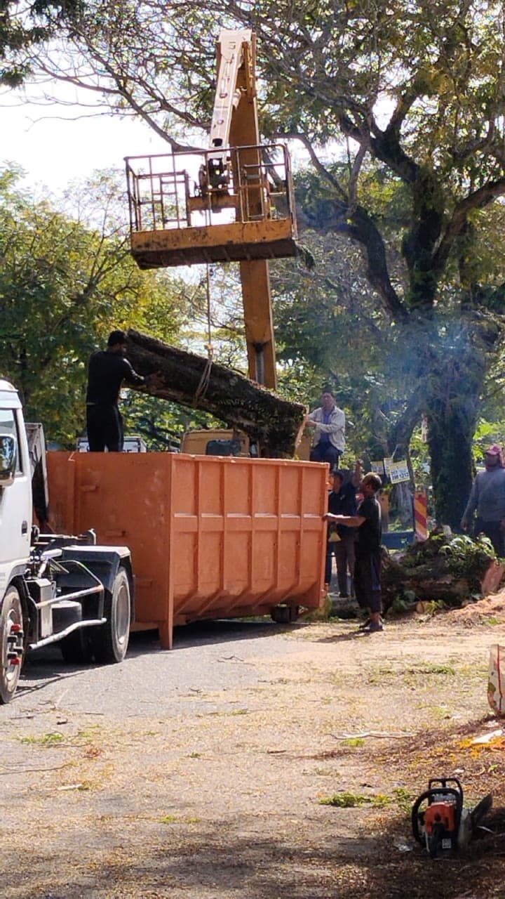 Crew loading heavy logs onto a tipper lorry
