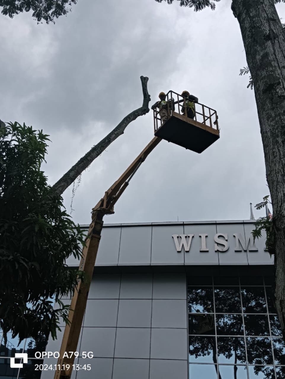 Tree surgeon working from an elevated bucket lift on a high branch