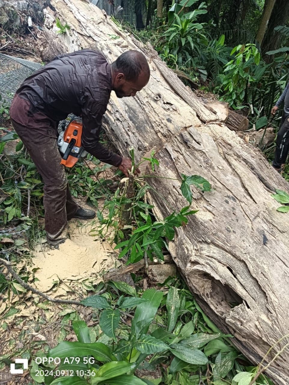 Arborist using a chainsaw to section a large felled tree trunk in Klang Valley