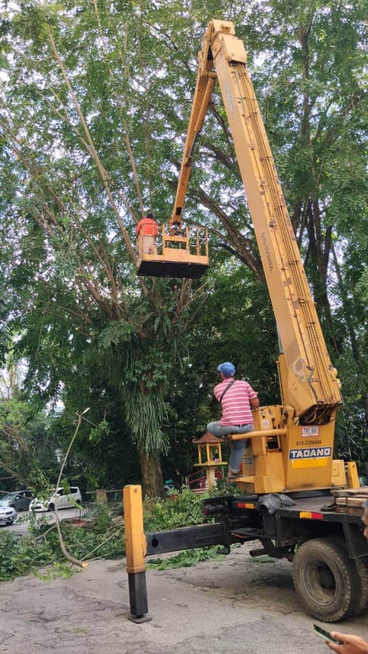 Crane reaching a tall palm tree for professional trimming
