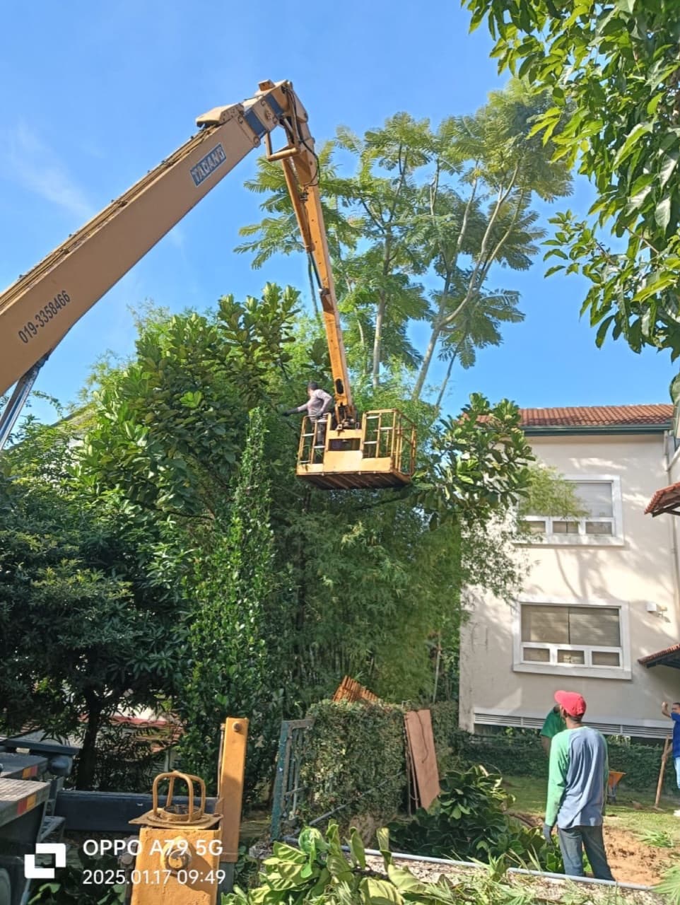 Crane-mounted aerial platform removing a tall tree against a clear blue sky