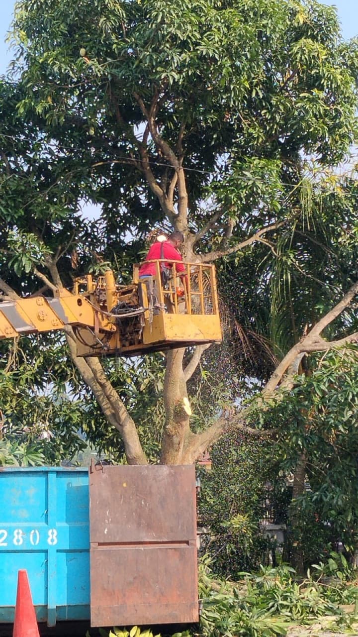 Certified tree climber working high in the canopy
