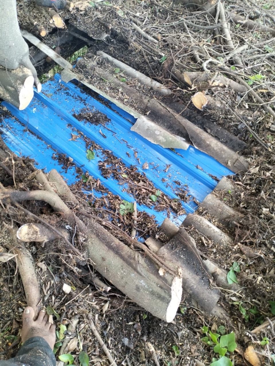 Climber pruning high branches with debris being cleared below