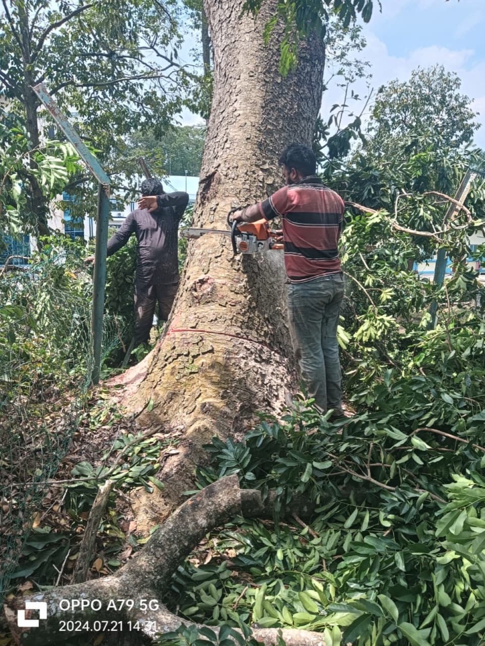 Worker cutting through a thick tree trunk on a removal job
